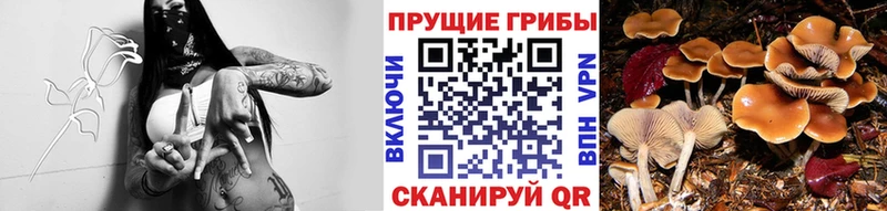 что такое   Щёкино  Галлюциногенные грибы ЛСД 